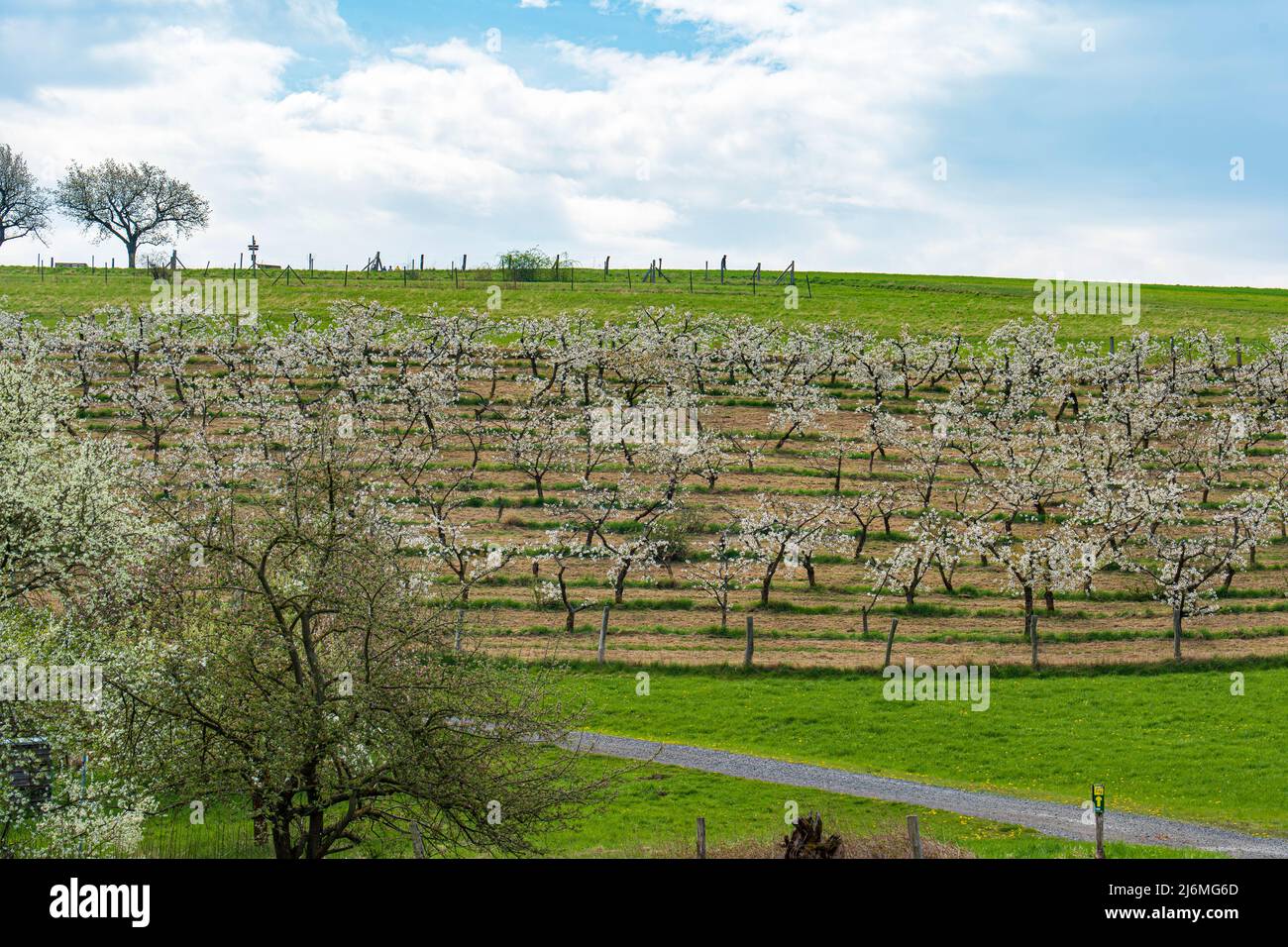 View of a low-stemmed cherry plantation in white blossoms Stock Photo