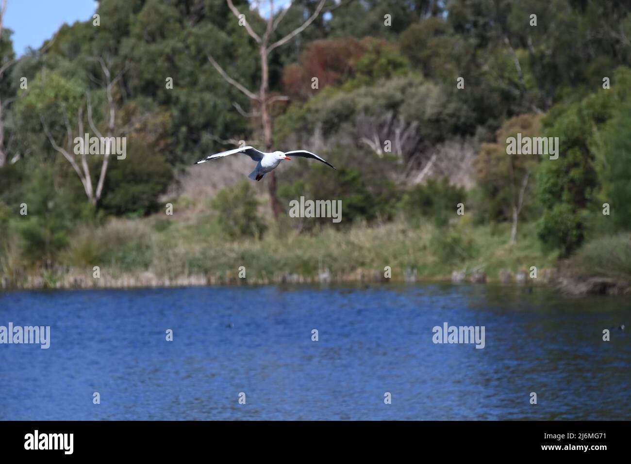 Sunlit seagull, or silver gull, in flight above a lake, with vegetation covered shore in the background Stock Photo
