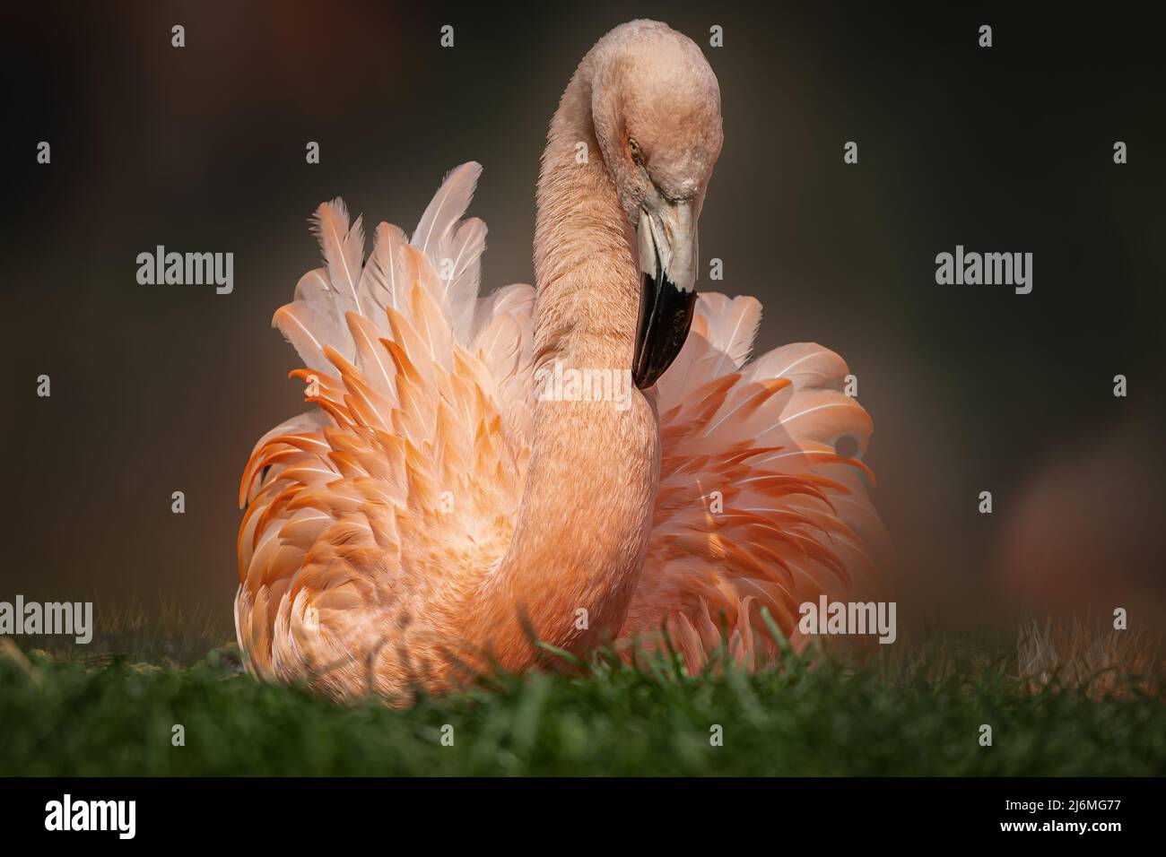 a pink flamingo sitting in the green grass Stock Photo