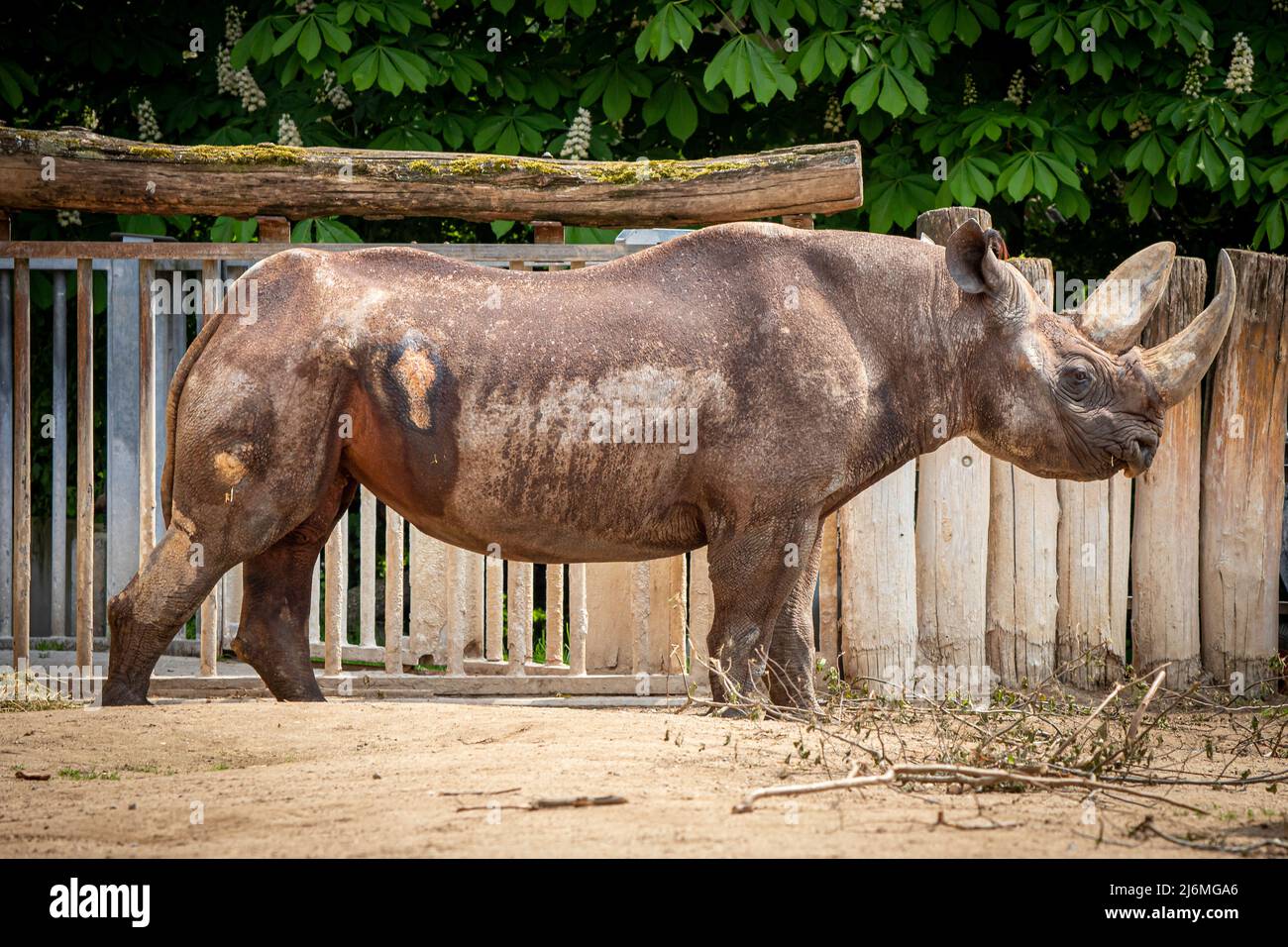a large african rhino standing in a zoo along a fence Stock Photo