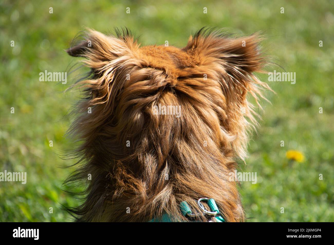 head of a pomchi dog from behind with beautiful long red hair Stock Photo