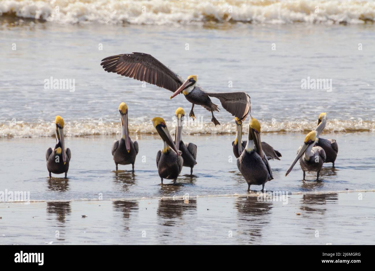 Brown Pelicans on the beach, Pelecanus occidentalis, at Punta Chame, Pacific coast, Panama province, Republic of Panama, Central America. Stock Photo