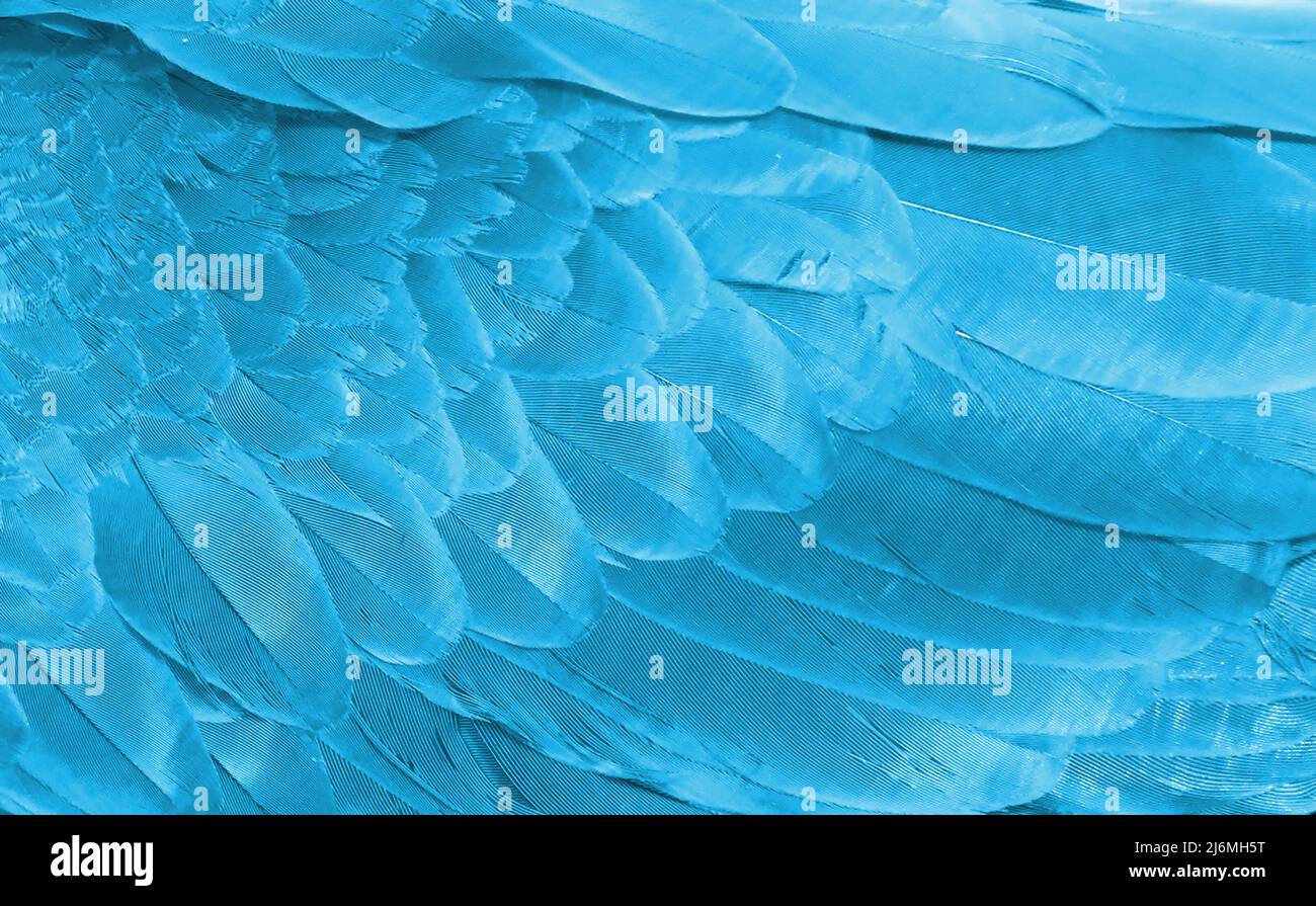 Macaw feathers macro hi-res stock photography and images - Alamy