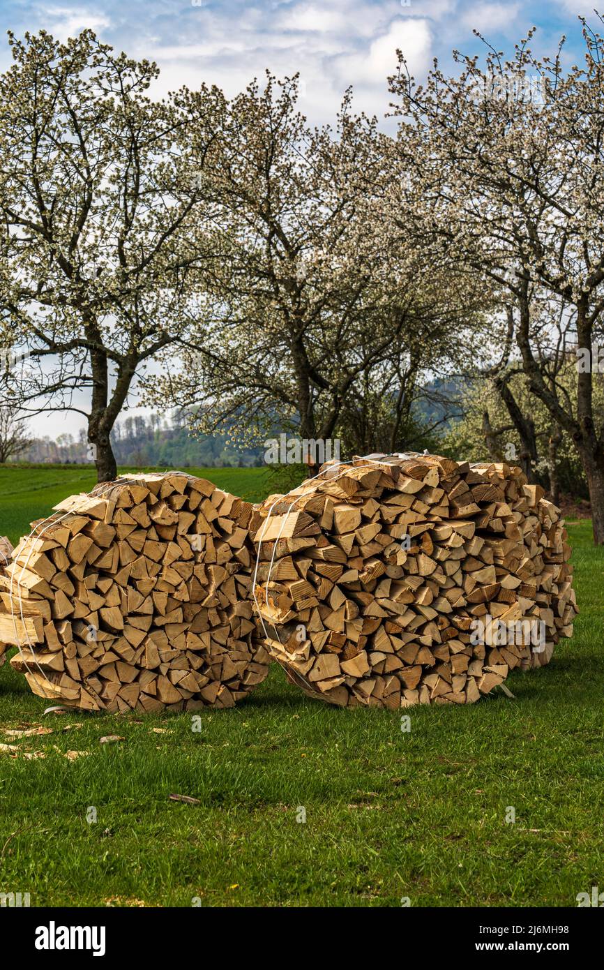 split firewood is stored in front of large, blossoming cherry trees Stock Photo