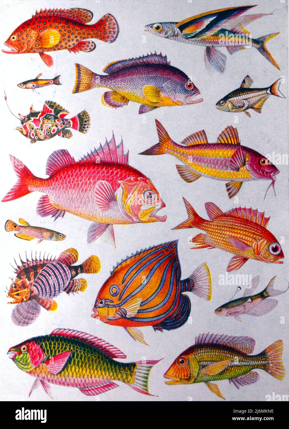 Vintage or archival illustration or drawing or images of fish or fishes or marine life Stock Photo