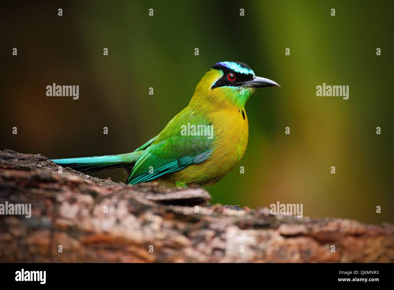 Blue-crowned Motmot, Momotus momota, portrait of nice green and yellow ...