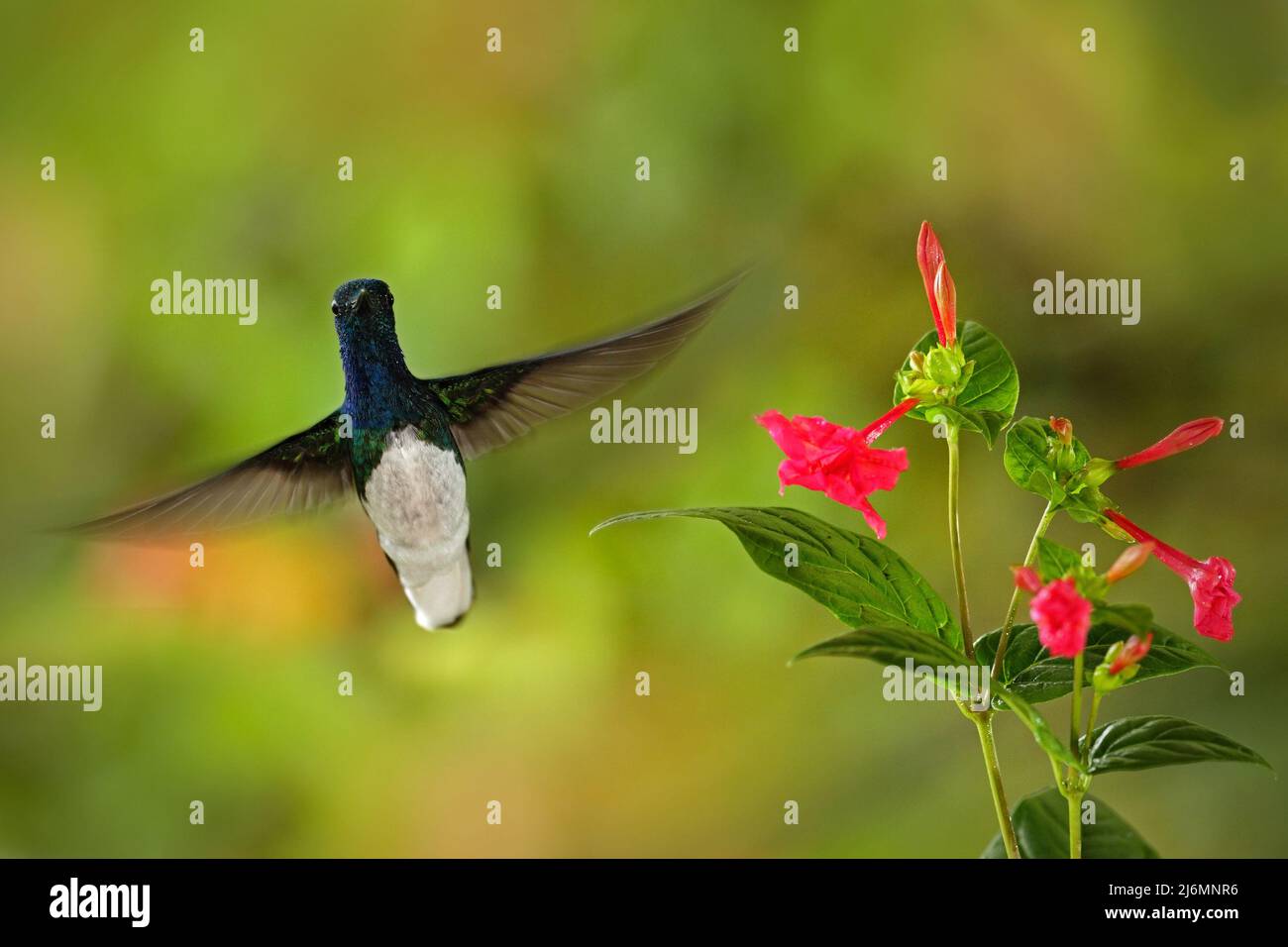 Flying hummingbird White-necked Jacobin next to pink red flower. Hummingbird Florisuga mellivora, from Rancho Naturalista in Costa Rica, Hummingbird i Stock Photo