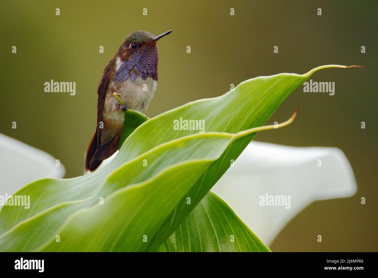 Volcano Hummingbird, Selasphorus flammula, small bird in the green leaves, animal in the nature habitat, mountain tropic forest, wildlife, Costa Rica Stock Photo