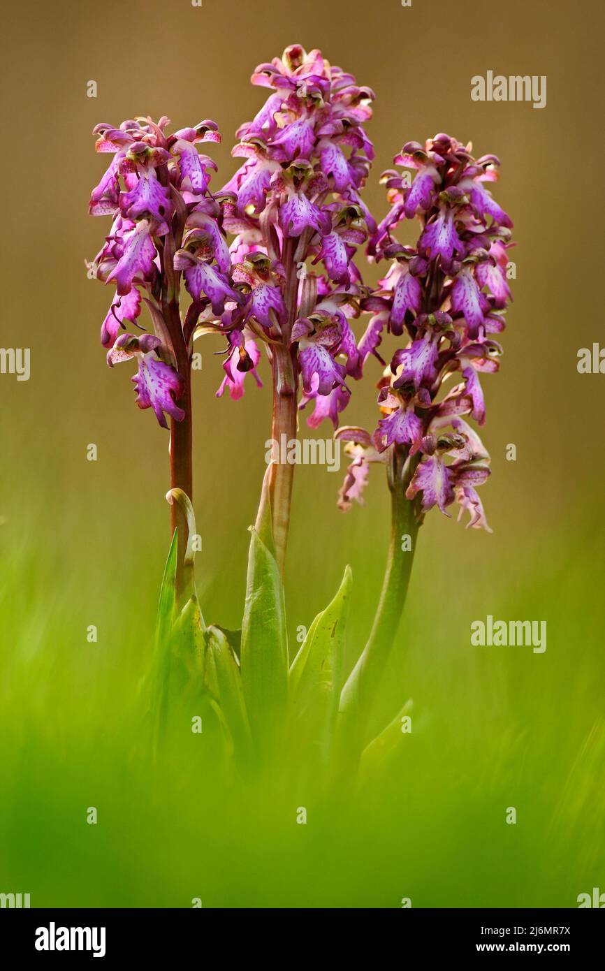 Giant Orchid, Barlia robertiana, big wild European orchid in the green grass, April, Camargue, France Stock Photo