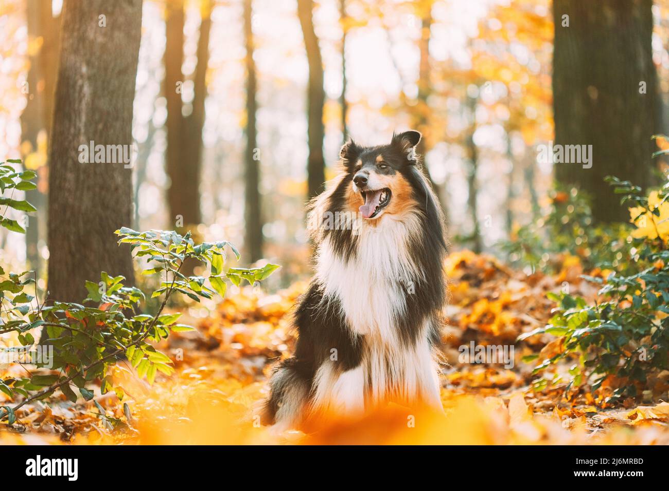 Lassie dog hi-res stock photography and images - Alamy