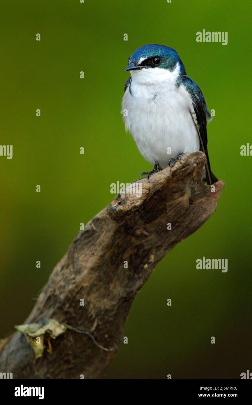 Mangrove Swallow, Tachycineta albilinea, bird from tropic river. Exotic swallow from Costa Rica. Bird sitting on the tree branch with clear green back Stock Photo