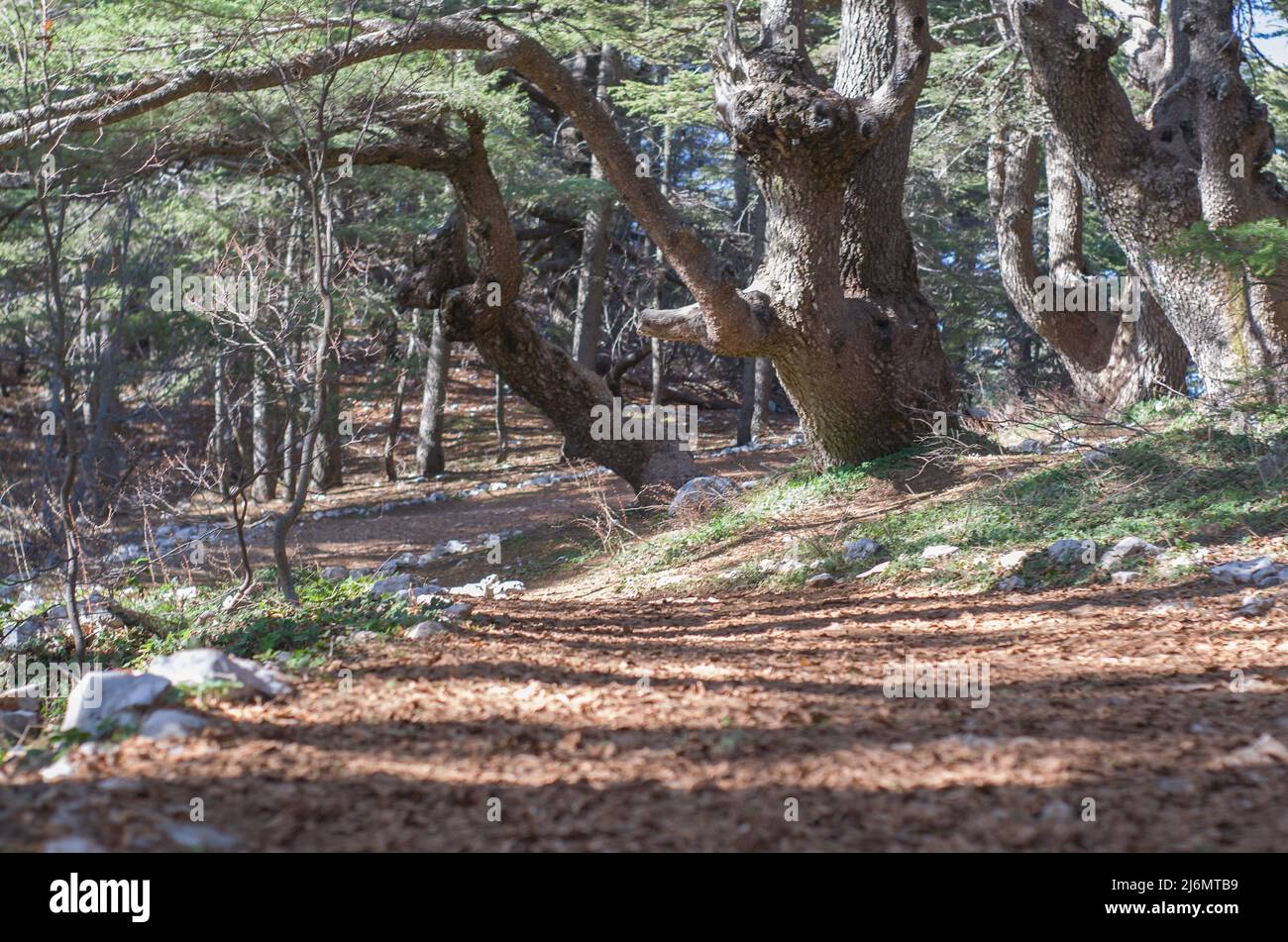 Trees of Al Shouf Cedar Nature Reserve Barouk in mount Lebanon Middle
