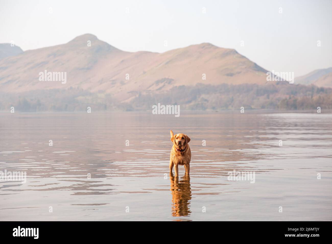 A pet fox red Labrador retriever dog standing in a calm lake on vacation in The Lake District National Park with copy space Stock Photo