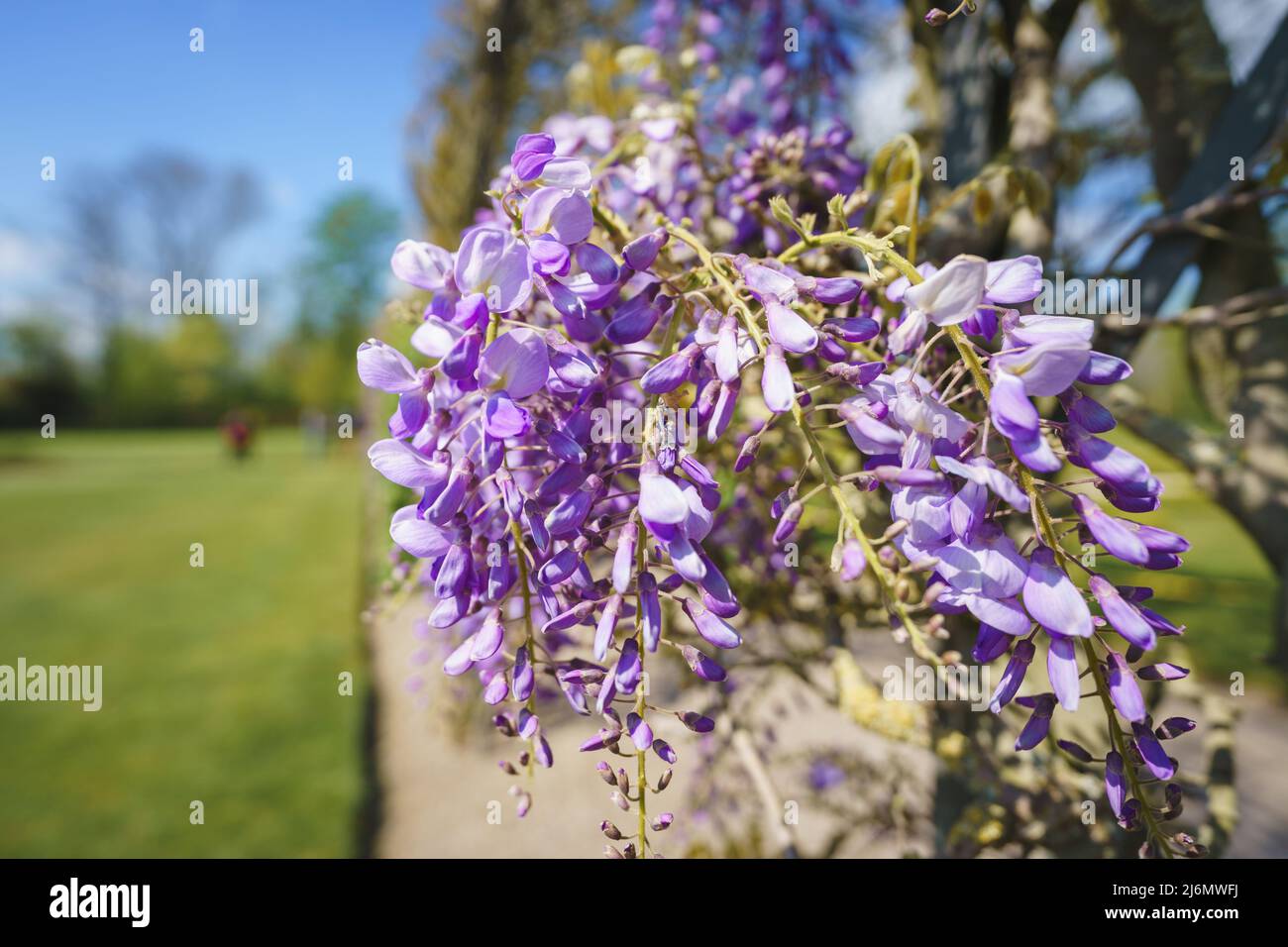 Close up view of wisteria flowers Stock Photo
