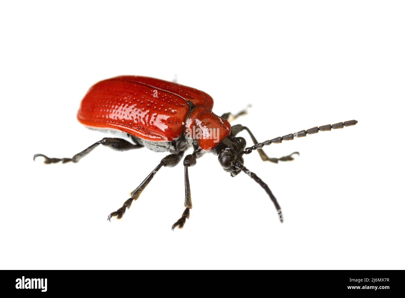 insects of europe - beetles: top view of scarlet lily beetle ( Lilioceris lili ) german Lilienhaehnchen) isolated on white background Stock Photo