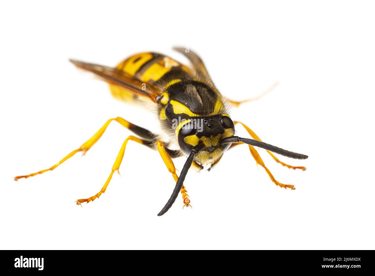 insects of europe - wasps: macro of Vespula germanica  german wasp european wasp  isolated on white background  diagonal view Stock Photo