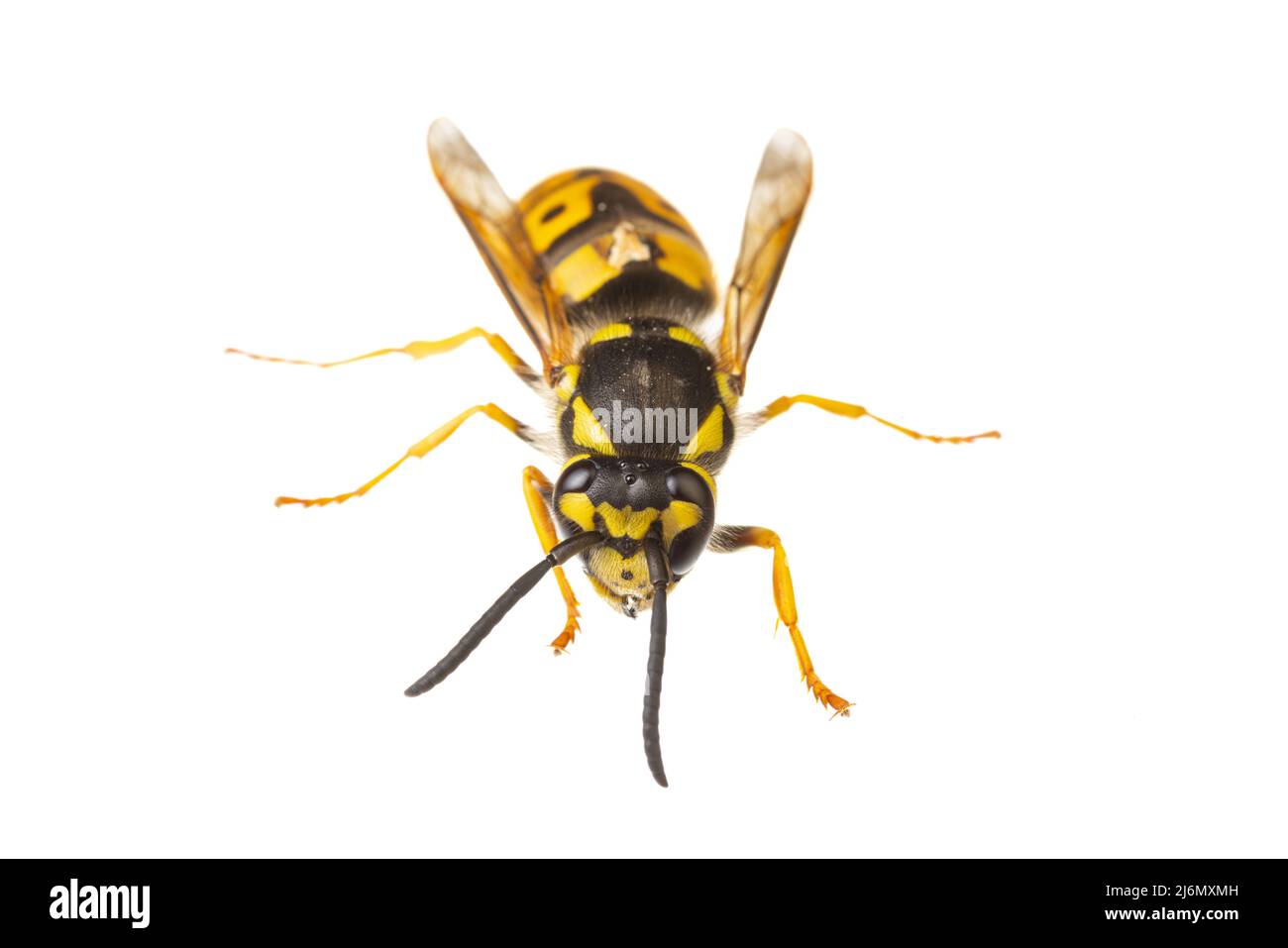 insects of europe - wasps: macro of Vespula germanica  german wasp european wasp  isolated on white background Stock Photo