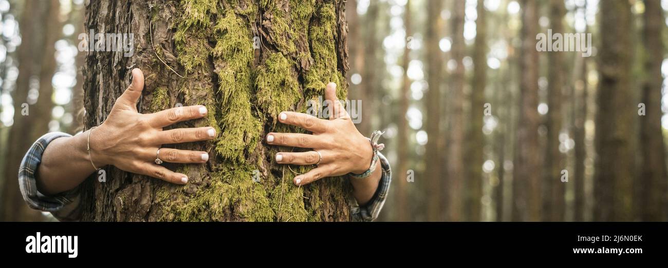 People love nature concept lifestyle with adult hands hugging a green pine trunk inthe forest. Concept of environment and no climate change for Stock Photo