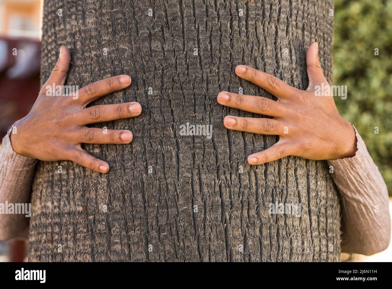 Hands hugging and protecting palm tree - nature environment safe protection concept - trunk trees close up and human embracing. Stock Photo