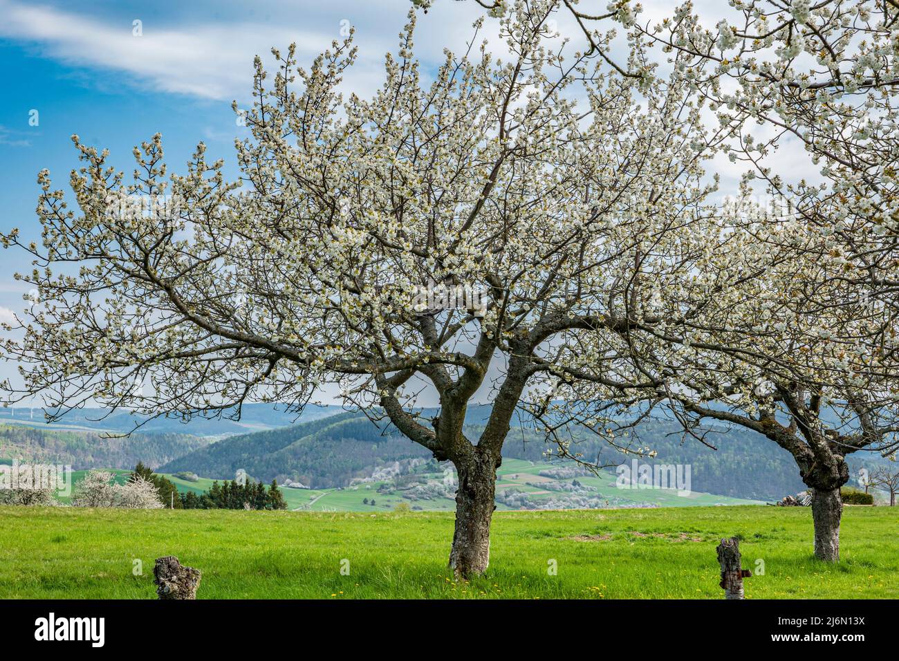 old, white blooming cherry tree against a mountainous, rural background Stock Photo