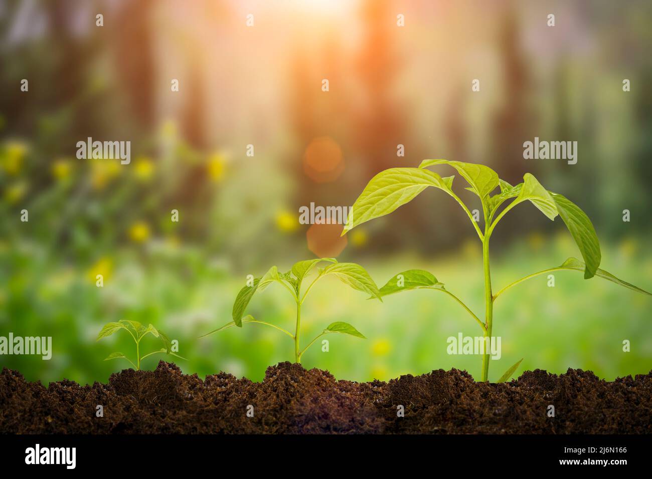 Growth green plants in the soil. Young sprout under nature sunlight. Renewable resources, environmental protection, agriculture, nature concept. High quality photo Stock Photo