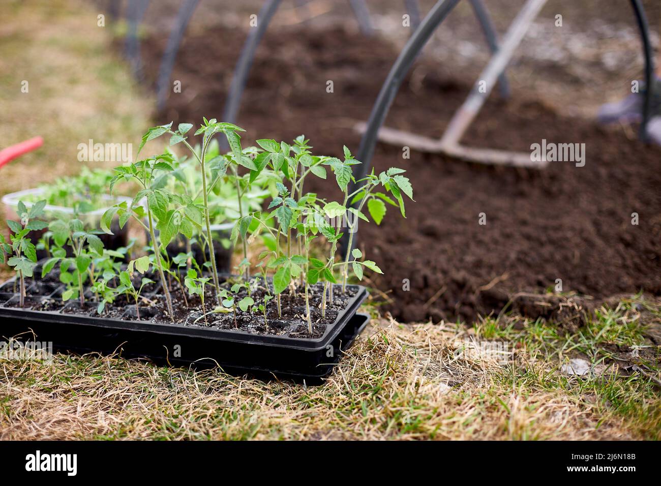 Woman raking a section of her organic vegetable garden outside