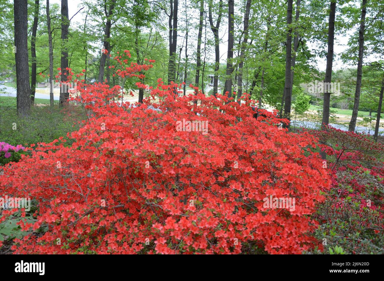 Red tall flower hi-res stock photography and images - Alamy