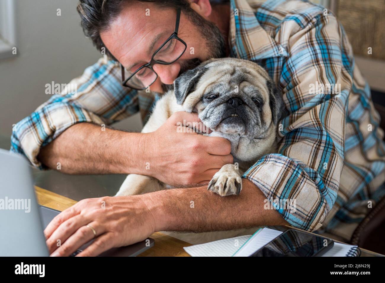 Adult man play with his best friend old dog pug in the office at home - concept of couple people animals and love friendship - modern male working on Stock Photo