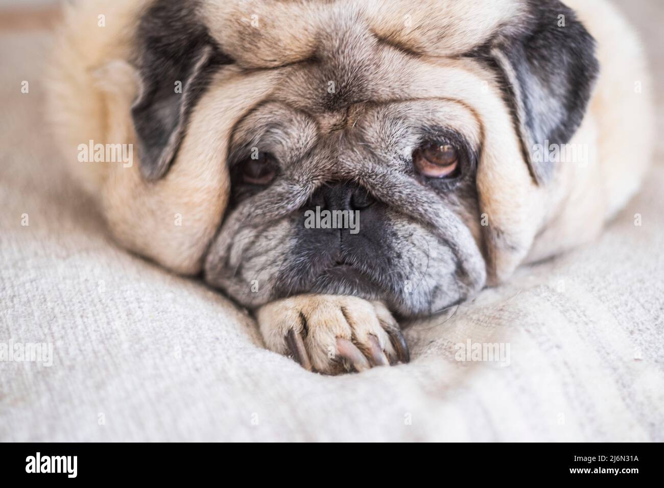 Portrait of lazy old pug dog laying on a white blanket and looking on camera. Stock Photo