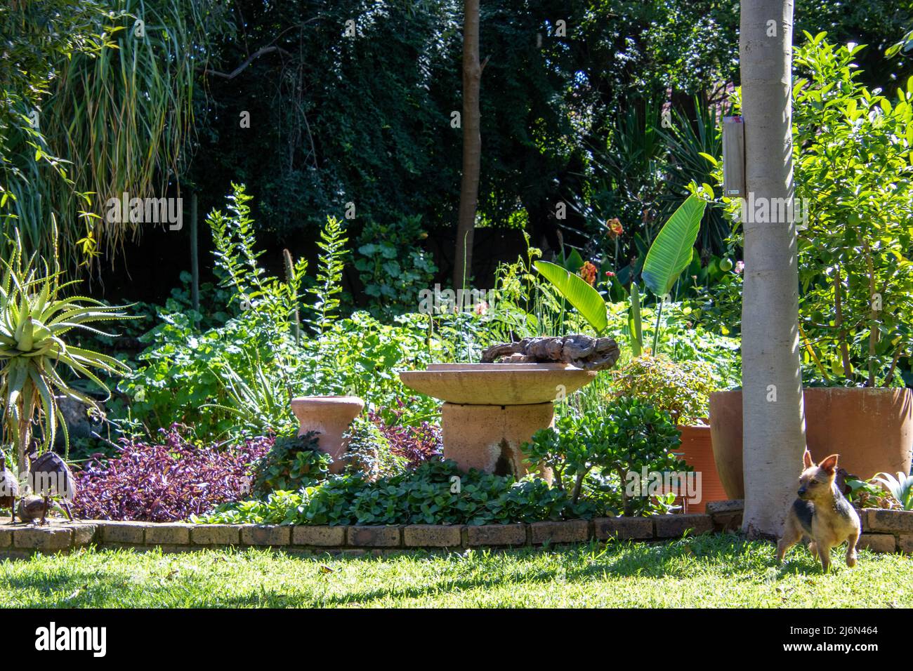 Curated visual reference: Pet Water Gardens Reference: Dog Bath Garden Hi Res Stock Photography And Images