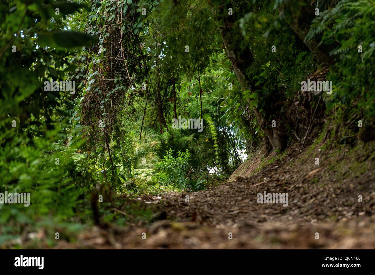 Inside the rainforest at Volcan Baru national park; Chiriqui Province; Panama; Central America Stock Photo
