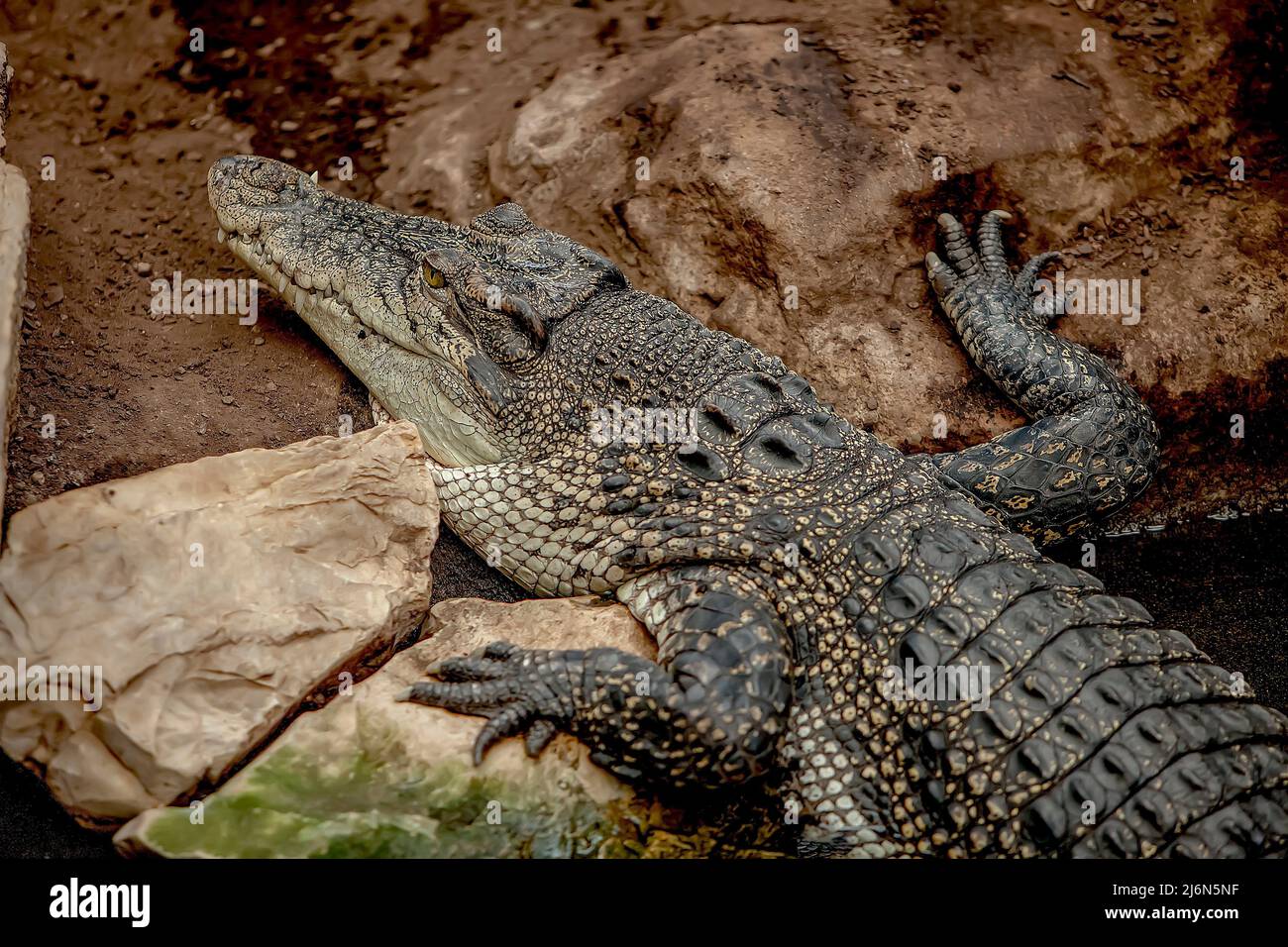 marine crocodile of the crocodylidae family, the largest reptile on the planet. Stock Photo