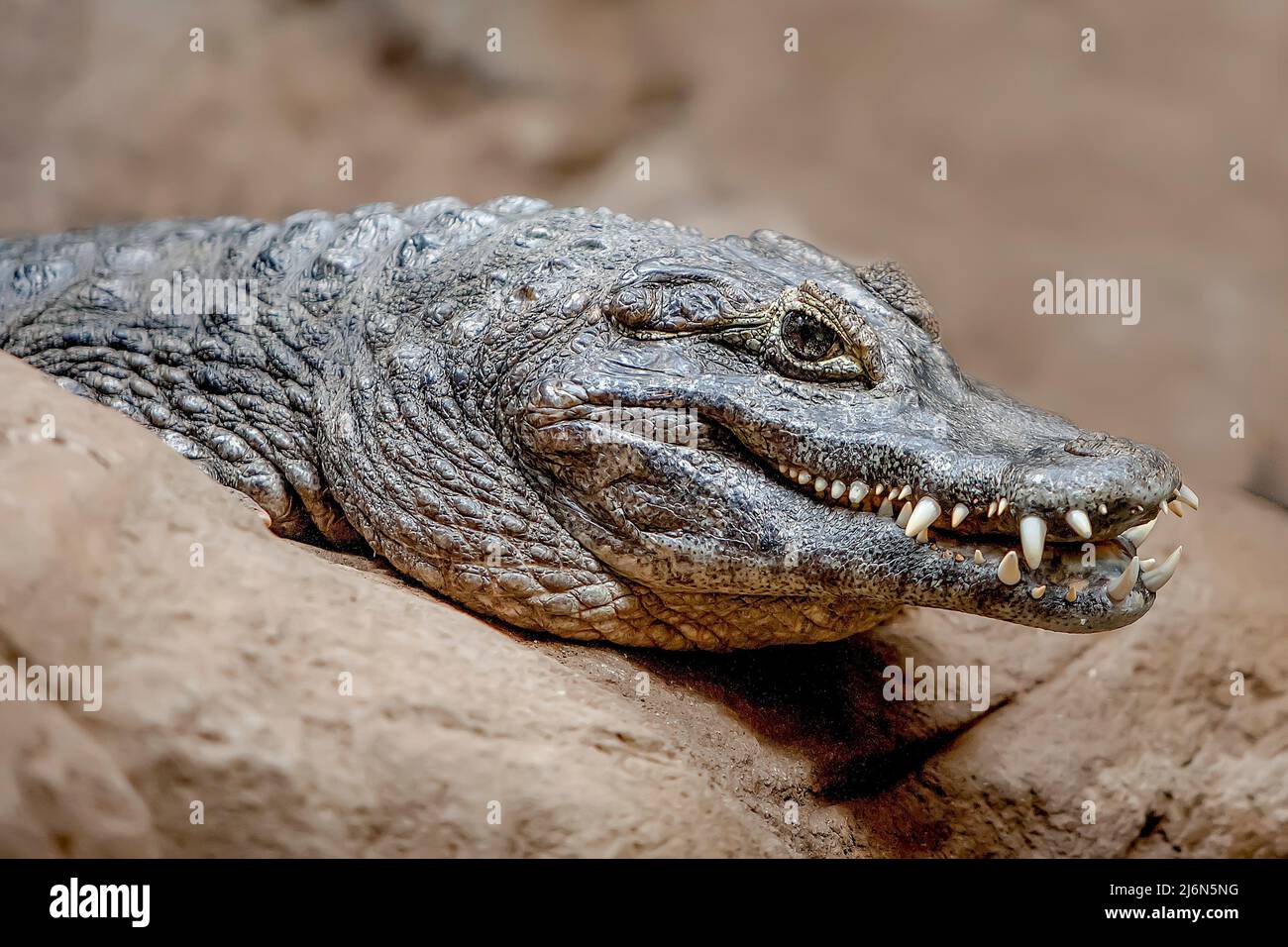 marine crocodile of the crocodylidae family, the largest reptile on the planet. Stock Photo