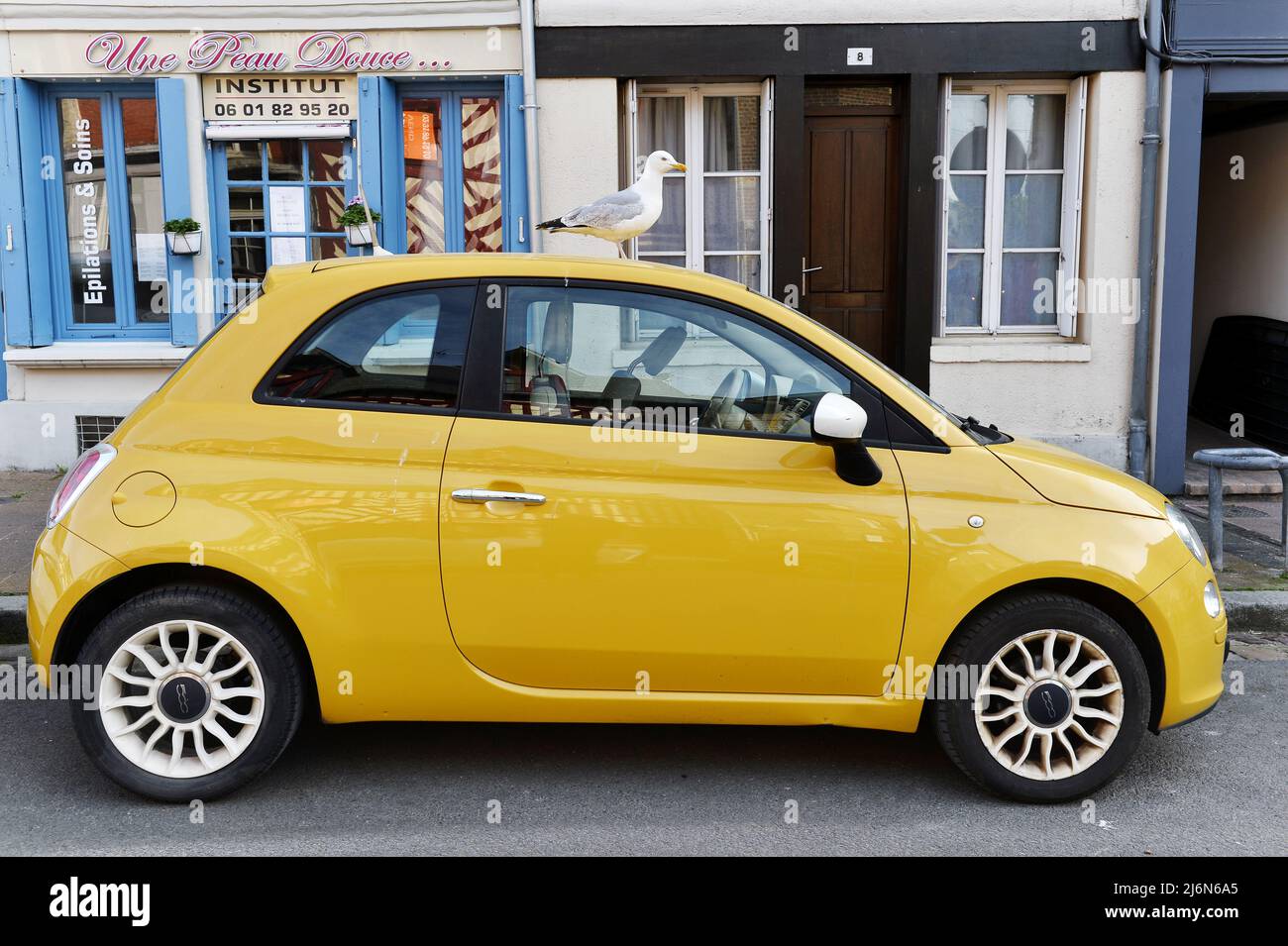 Gull standing on a car in Honfleur Calvados Normandy France Stock