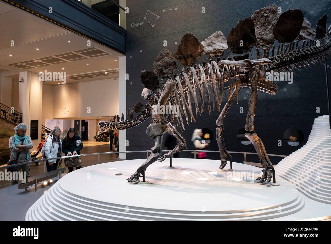 The most complete Stegosaurus fossil ever found, on display at the Natural History Museum on 27th April 2022 in London, United Kingdom. The museum exhibits a vast range of specimens from various segments of natural history. The museum is home to life and earth science specimens comprising some 80 million items within five main collections: botany, entomology, mineralogy, paleontology and zoology. The museum is a centre of research specialising in taxonomy, identification and conservation. Stock Photo