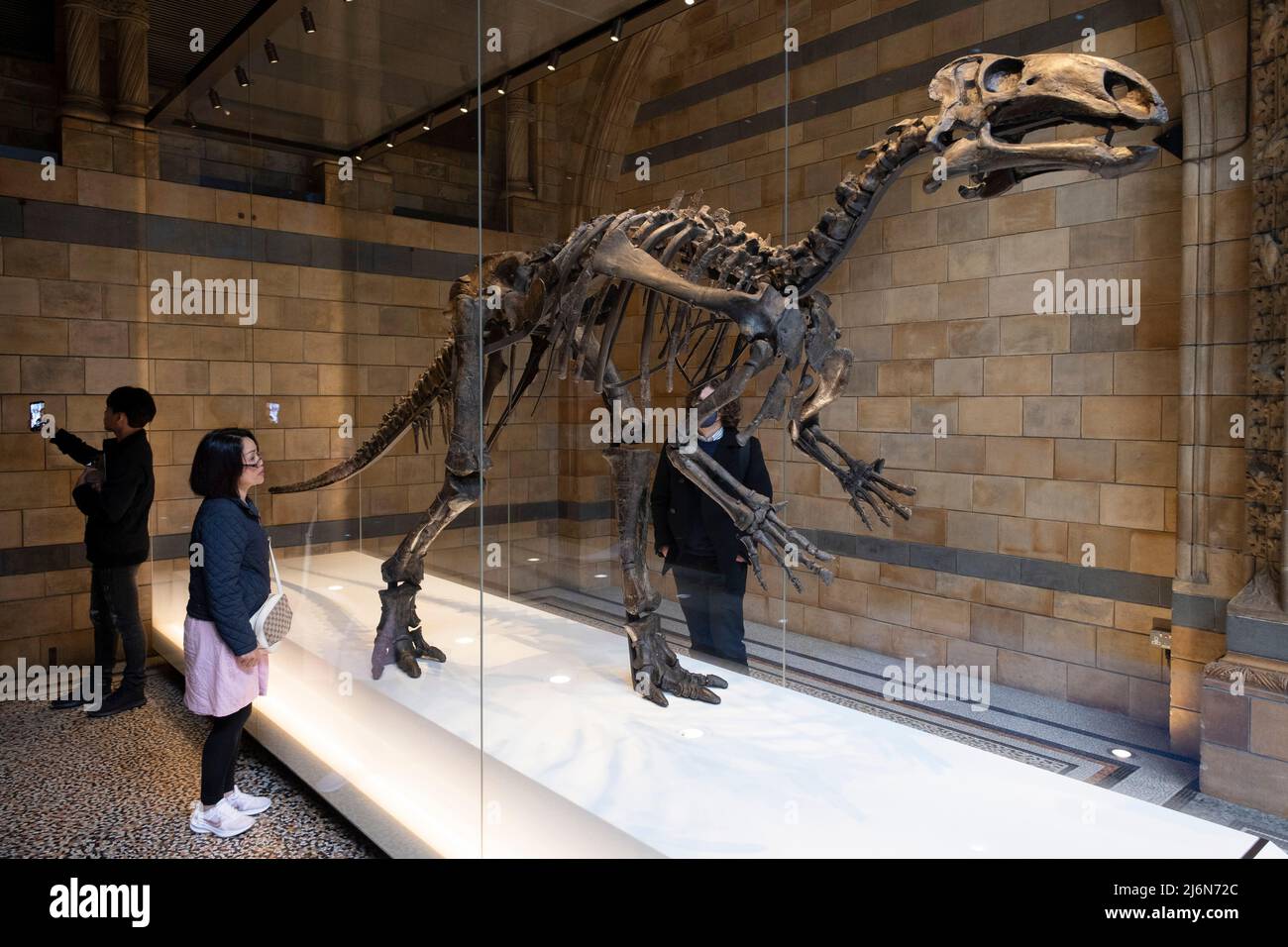 Visitors interact with Mantellisaurus Atherfieldensis or Iguanodon at the Natural History Museum on 27th April 2022 in London, United Kingdom. This dinosaur was renamed after the great palaeontologist Gideon Mantell. The museum exhibits a vast range of specimens from various segments of natural history. The museum is home to life and earth science specimens comprising some 80 million items within five main collections: botany, entomology, mineralogy, paleontology and zoology. The museum is a centre of research specialising in taxonomy, identification and conservation. Stock Photo