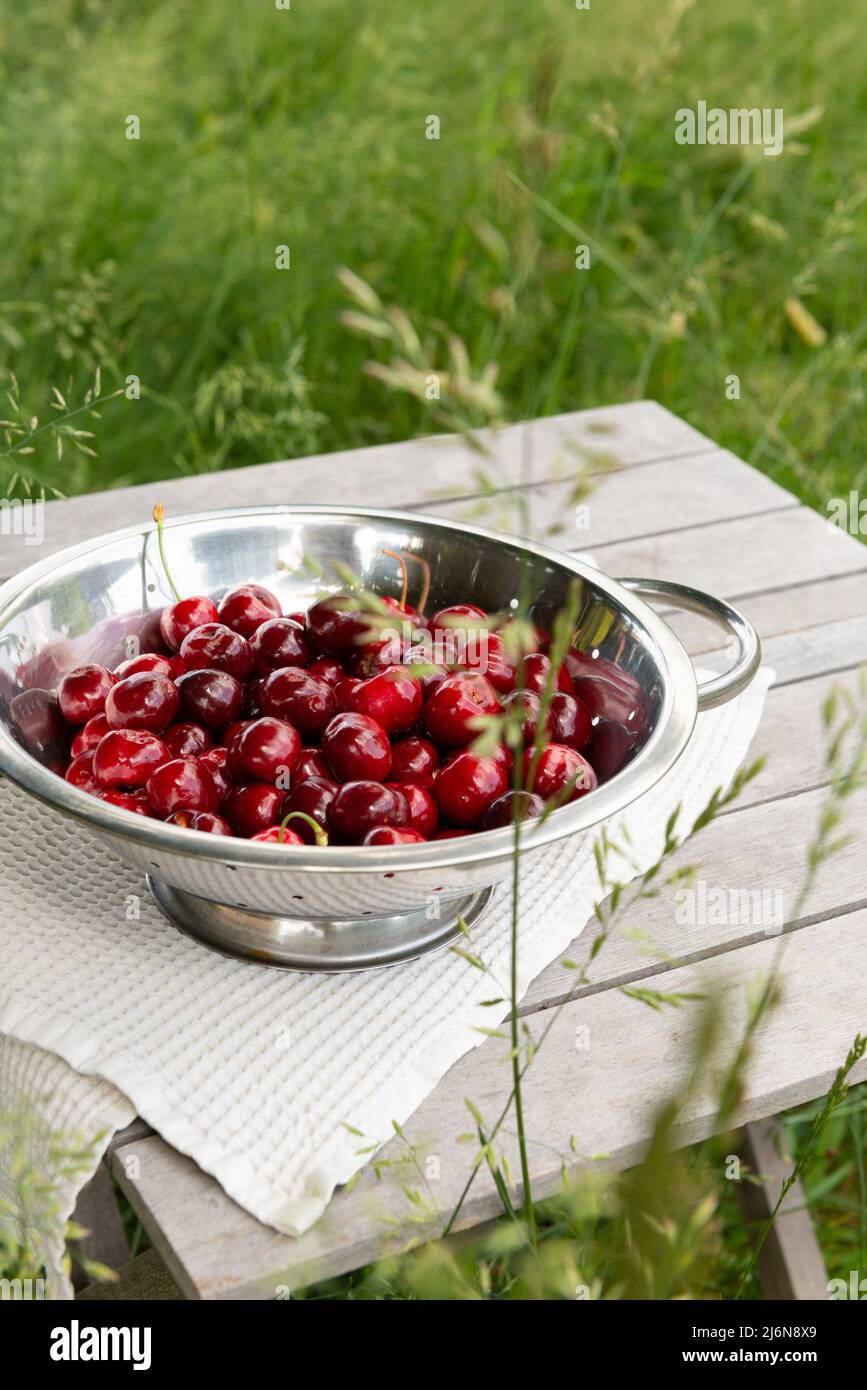 Close-up of a vertical view of fresh cherries in a metal recipient setting on a little wooden table in a garden with high grass Stock Photo