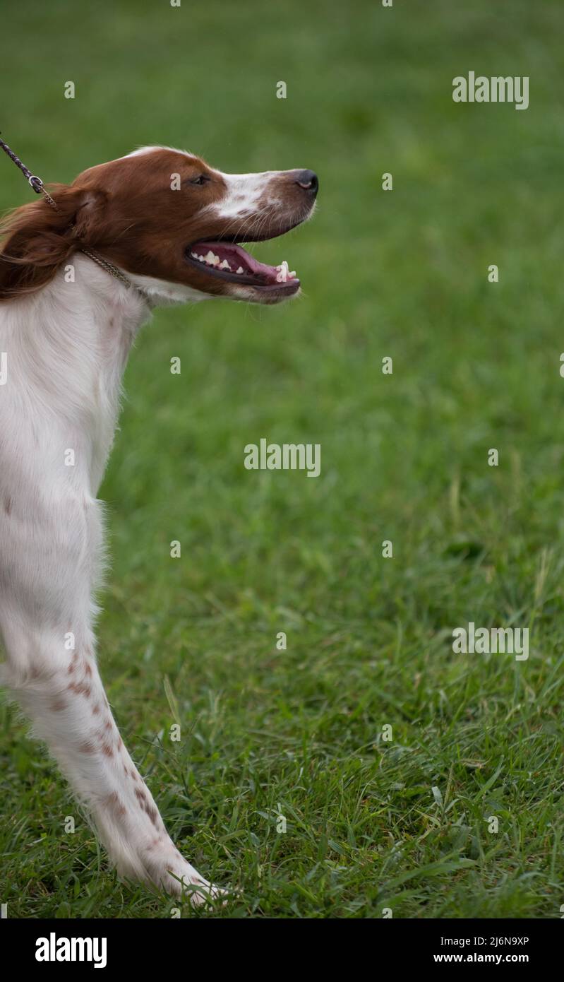 Irish Red and White Setter walking into frame from the left Stock Photo