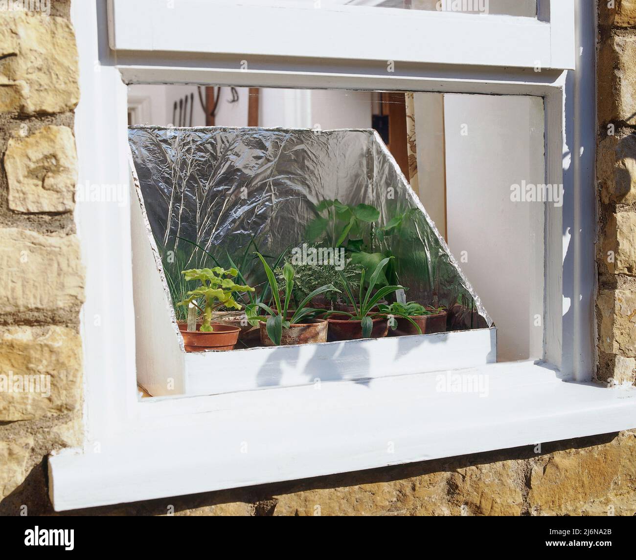 The completed seedling light box placed on a sunny windowsill and filled with plant pots containing growing plants. Stock Photo