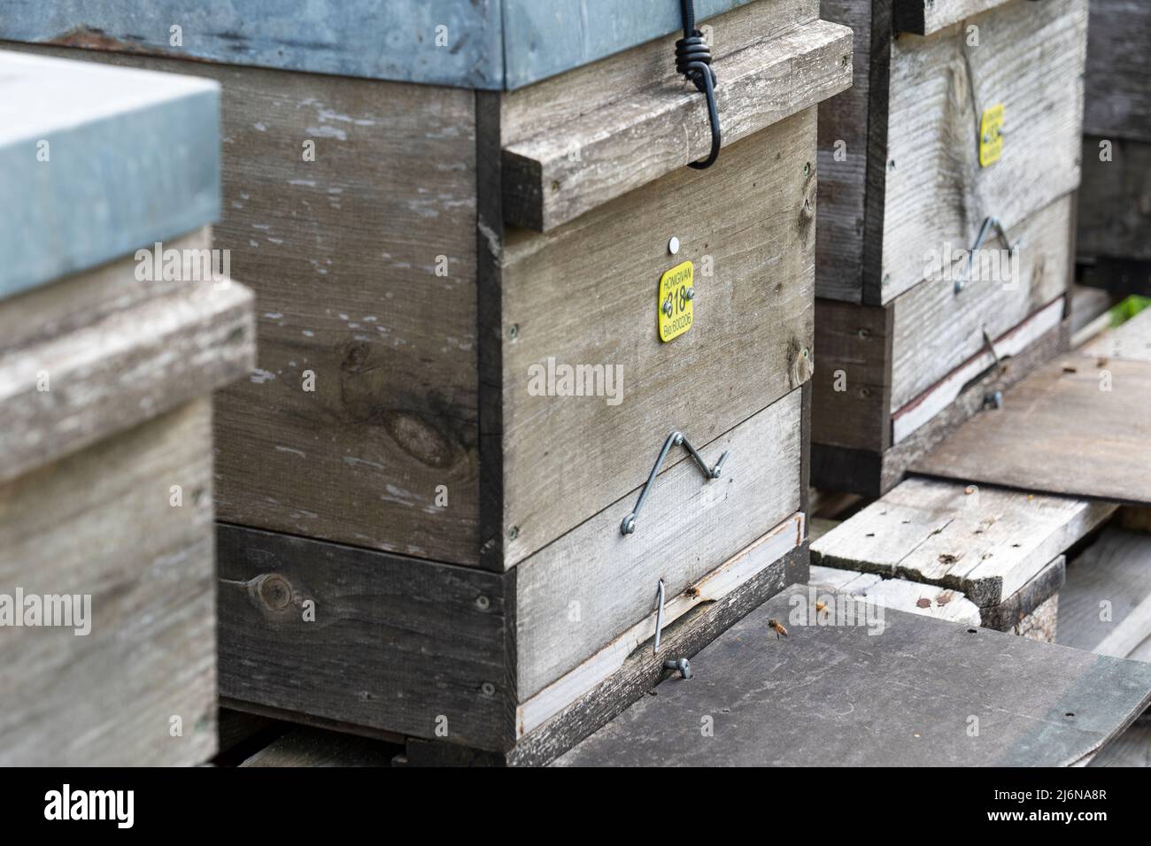 Close-up of the flight hole of beehives Stock Photo