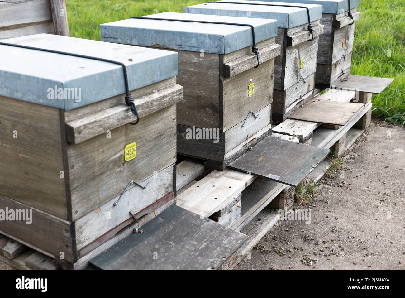 Several beehives with dead bees, bee mortality in spring Stock Photo