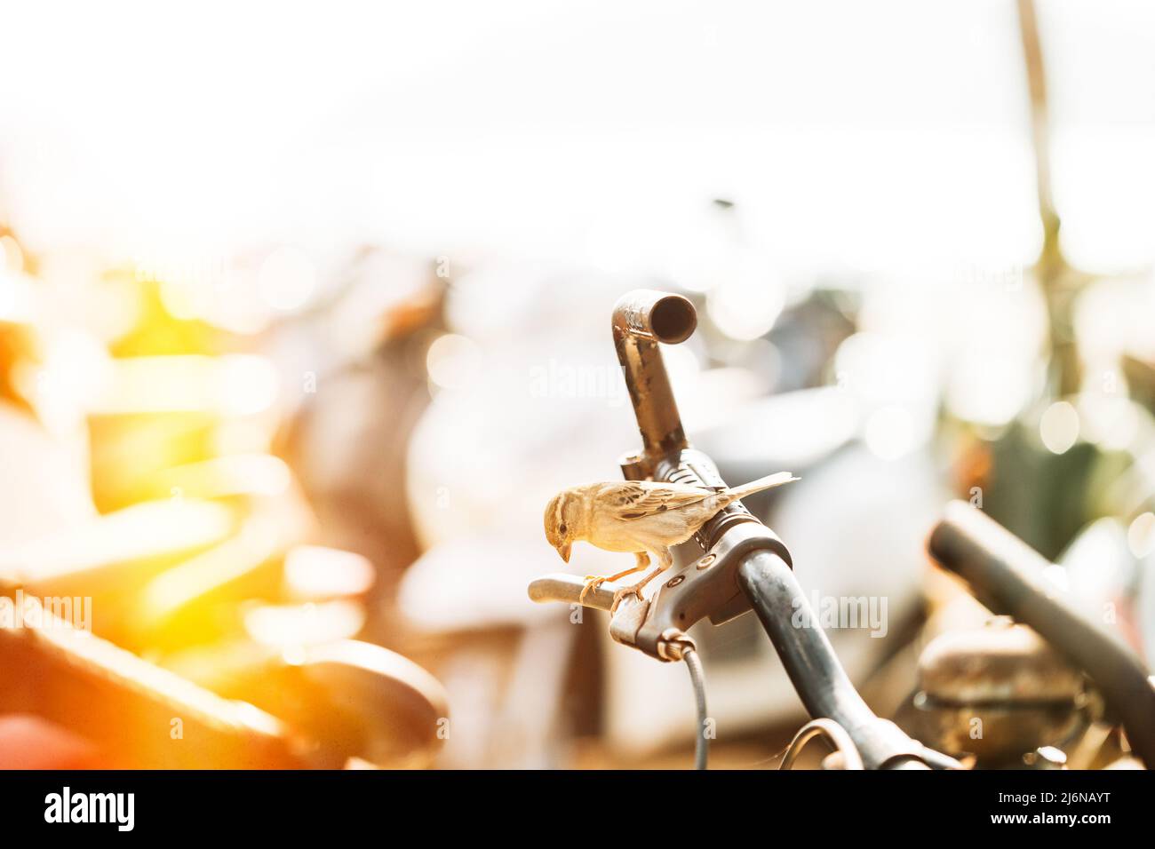 Bird sparrow sitting on bike handlebar. india Nestling House Sparrow. Yellow-Beaked Passer Domesticus Stock Photo