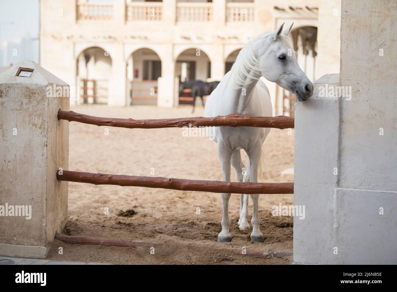 Doha,Qatar, May 01,2022 View on Arabian horse in the old market souk