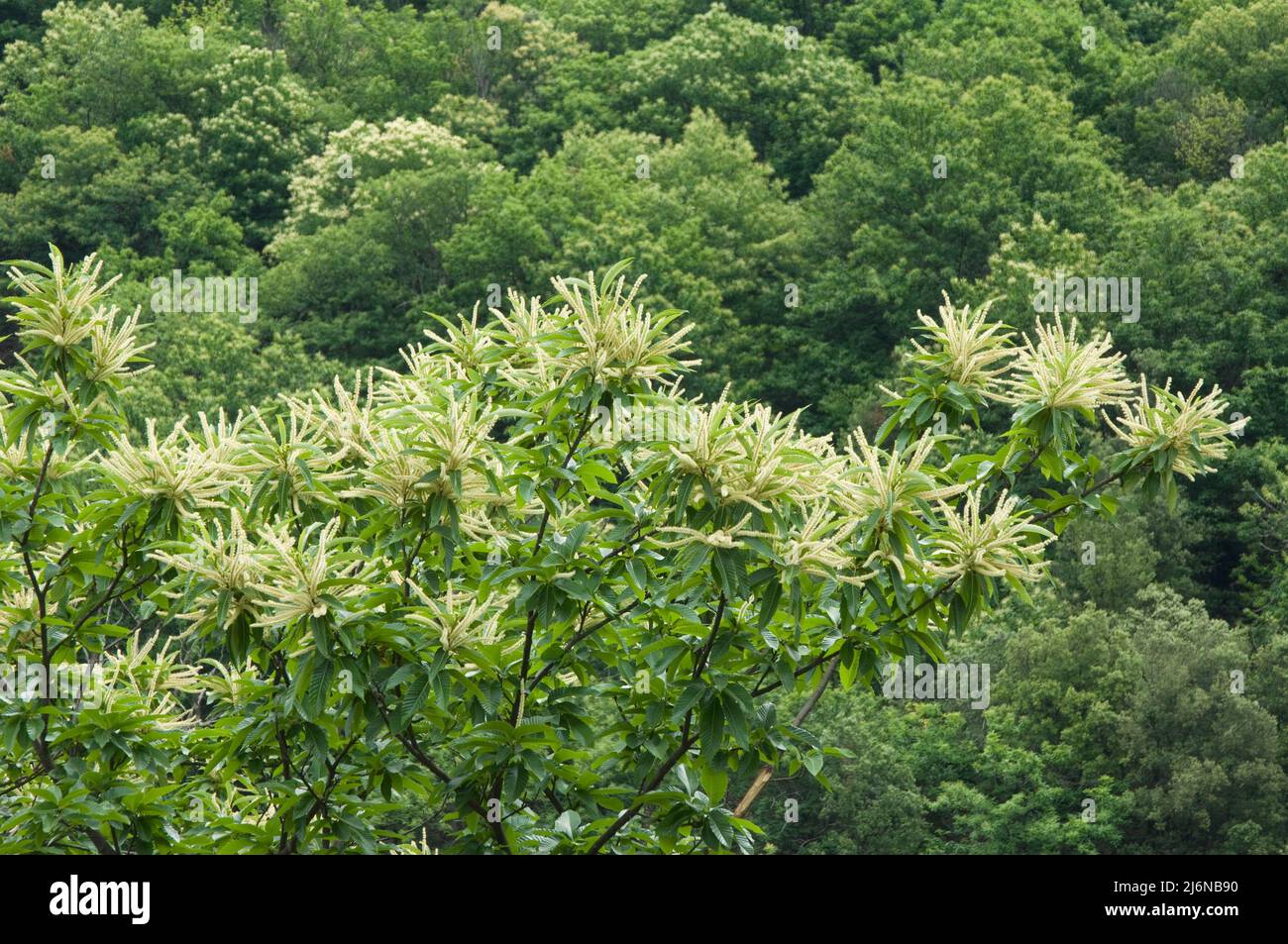 Sweet Chestnut in flower, Castanea sativa, family Fagaceae, Ardeche, Rhones Alpes, France Stock Photo