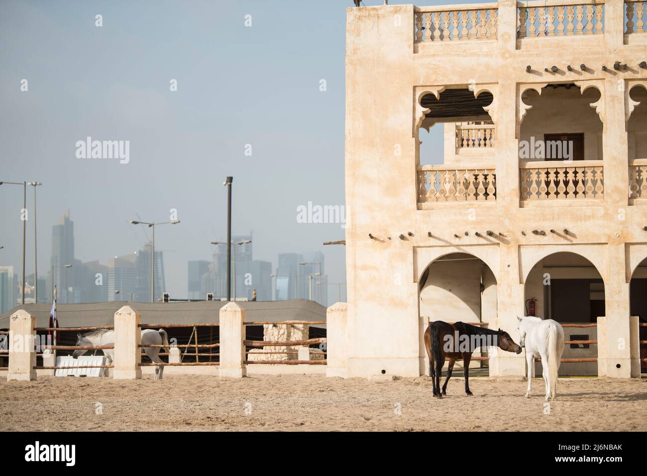 Qatar national animal hi-res stock photography and images - Alamy