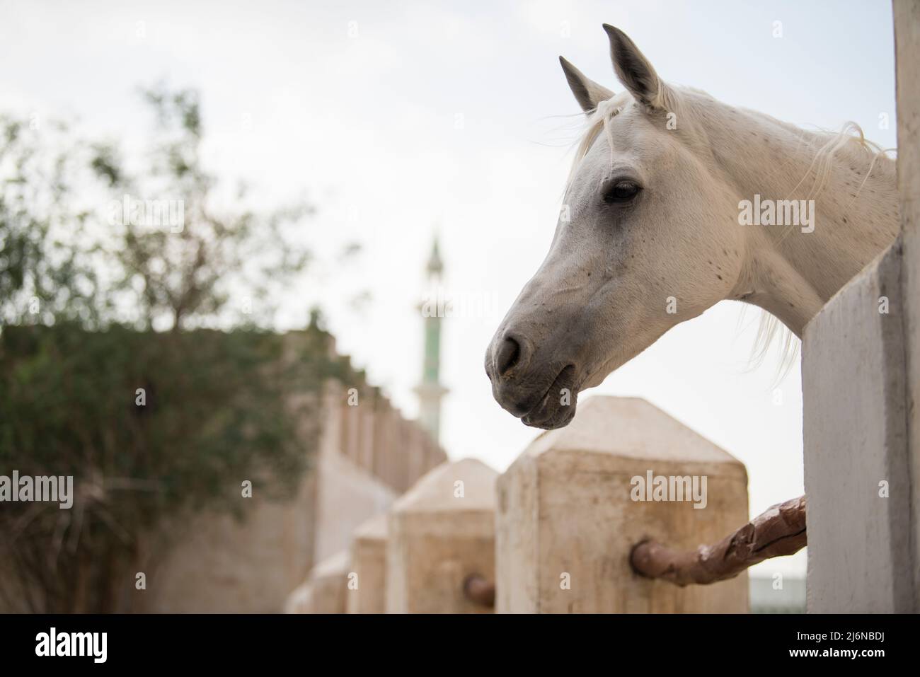 Doha,Qatar, May 01,2022 View on Arabian horse in the old market souk