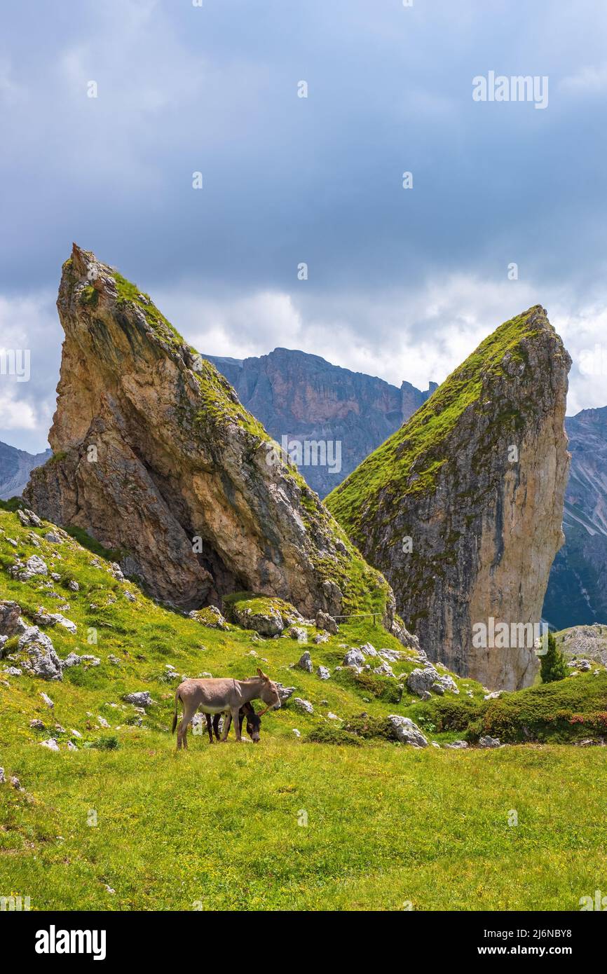 Donkeys at pointed rock formations Stock Photo