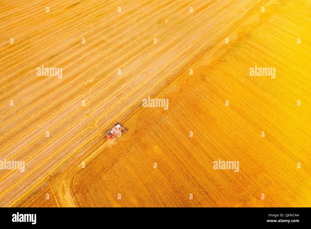 Aerial View Combine Harvester Working In Field. Harvesting Of Wheat In Summer Season. Agricultural Machines Collecting Wheat Seeds Stock Photo