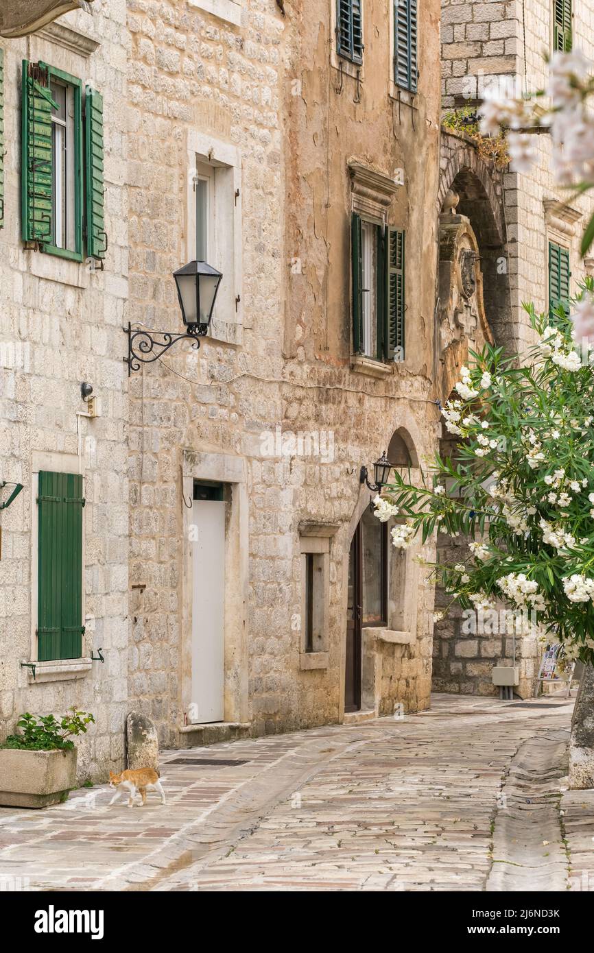 Street of the old town of Kotor in Montenegro. Stock Photo