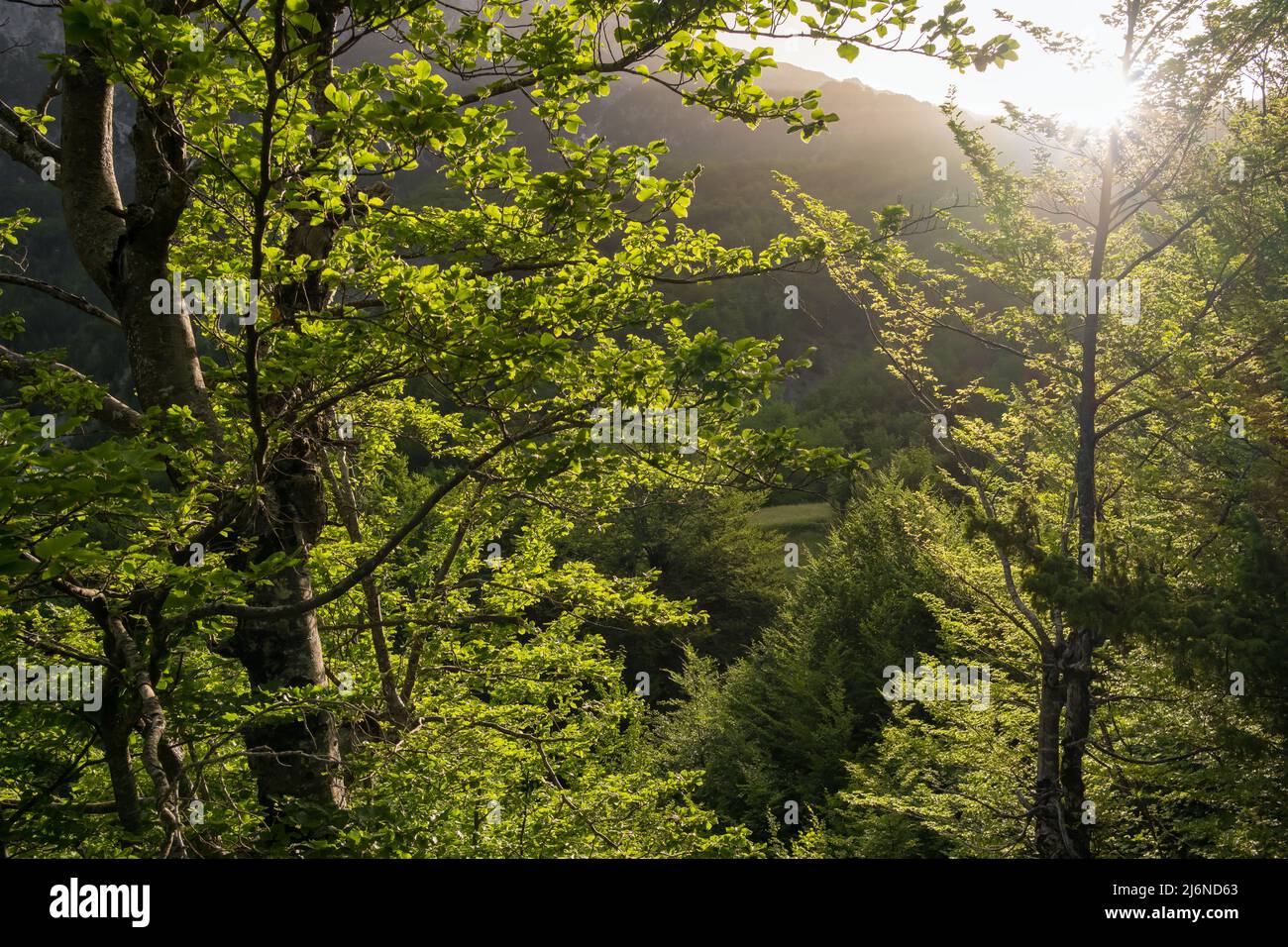 Beautiful morning in the woods hi-res stock photography and images - Alamy
